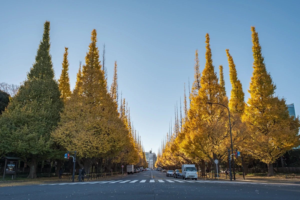 🍂 메이지 신궁 외원 은행나무길 (메이지진구 가이엔 이초나미키) 이미지 6